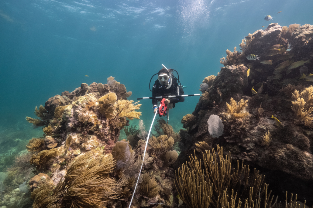 250610_HR sargazo_16